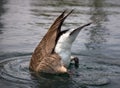 Diving Canada Goose Royalty Free Stock Photo