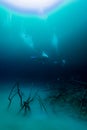 Diving in Cenote Angelita, Mexico