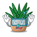 Diving character small zebra cactus plant on pot