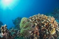 Diving in colorful reef underwater