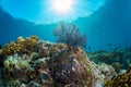 Diving in colorful reef underwater