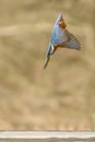 Diving Common European Kingfisher Alcedo atthis. Royalty Free Stock Photo