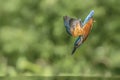 Diving Common European Kingfisher Alcedo atthis. Royalty Free Stock Photo