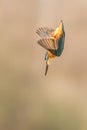 Diving Common European Kingfisher Alcedo atthis. Royalty Free Stock Photo
