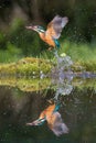 Common Kingfisher, alcedo atthis Royalty Free Stock Photo