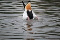 The diving Common Shelduck