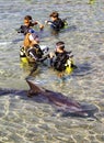 Diving with a Dolphin in Eilat, Israel Royalty Free Stock Photo