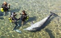 Diving with a Dolphin in Eilat, Israel Royalty Free Stock Photo