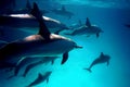 Diving with Dolphins into Red Sea Royalty Free Stock Photo