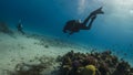 Diving with dolphins in Red Sea Royalty Free Stock Photo