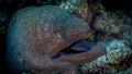 Mourena hunts the reef of the Red Sea Royalty Free Stock Photo