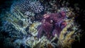 Octopus in search of prey in Red Sea Royalty Free Stock Photo