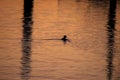 Diving duck is fishing in Mission Bay alongside reflection of sailboat mast