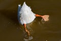 Diving duck go upside down in water.