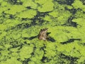 The diving duck in a pond