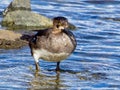 Diving duck Redhead Aythya americana