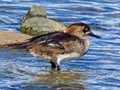 Diving duck Redhead Aythya americana