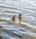 Diving duck Royalty Free Stock Photo