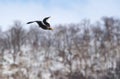 Diving eagle on the background of snow-capped mountains.