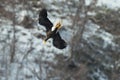 Diving eagle on the background of snow-capped mountains.