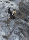 Diving eagle on the background of snow-capped mountains.