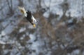 Diving eagle on the background of snow-capped mountains.