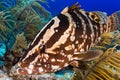 Diving encounter with Nassau grouper Royalty Free Stock Photo