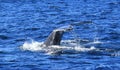 Diving fin of Hump Back Whale Royalty Free Stock Photo