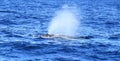 Diving fin of Hump Back Whale Royalty Free Stock Photo