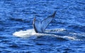 Diving fin of Hump Back Whale Royalty Free Stock Photo