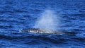 Diving fin of Hump Back Whale Royalty Free Stock Photo