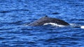 Diving fin of Hump Back Whale Royalty Free Stock Photo