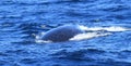 Diving fin of Hump Back Whale Royalty Free Stock Photo