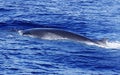 Diving Fin Whale ( Balaenoptera physalus) Royalty Free Stock Photo