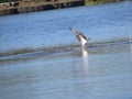 Osprey Diving For Fish