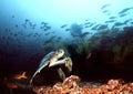Potápanie v galapágy ostrovy 