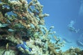Diving the Great barrier reef