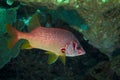 Diving the Great barrier reef