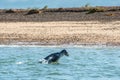 Diving Grey seal Royalty Free Stock Photo