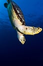 Diving Hawks Bill Sea Turtle Royalty Free Stock Photo