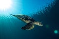 Diving Hawksbill Turtle