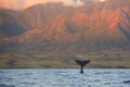Diving Humpback Whale Fluke Royalty Free Stock Photo