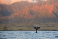 Diving Humpback Whale Fluke