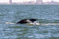 A diving humpback whale showing off its tail before going below the water in the Atlantic Ocean. Royalty Free Stock Photo