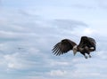 Diving immature bald eagle