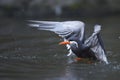 Diving inca tern Royalty Free Stock Photo