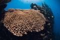 Diving at Liberty shipwreck in Tulamben, Bali. Corals in deep sea on shipwreck