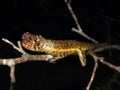 Diving Lizard sitting on a tropical branch