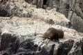 Diving long nose fur seal Royalty Free Stock Photo