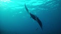 Diving Maldives - Manta Ray